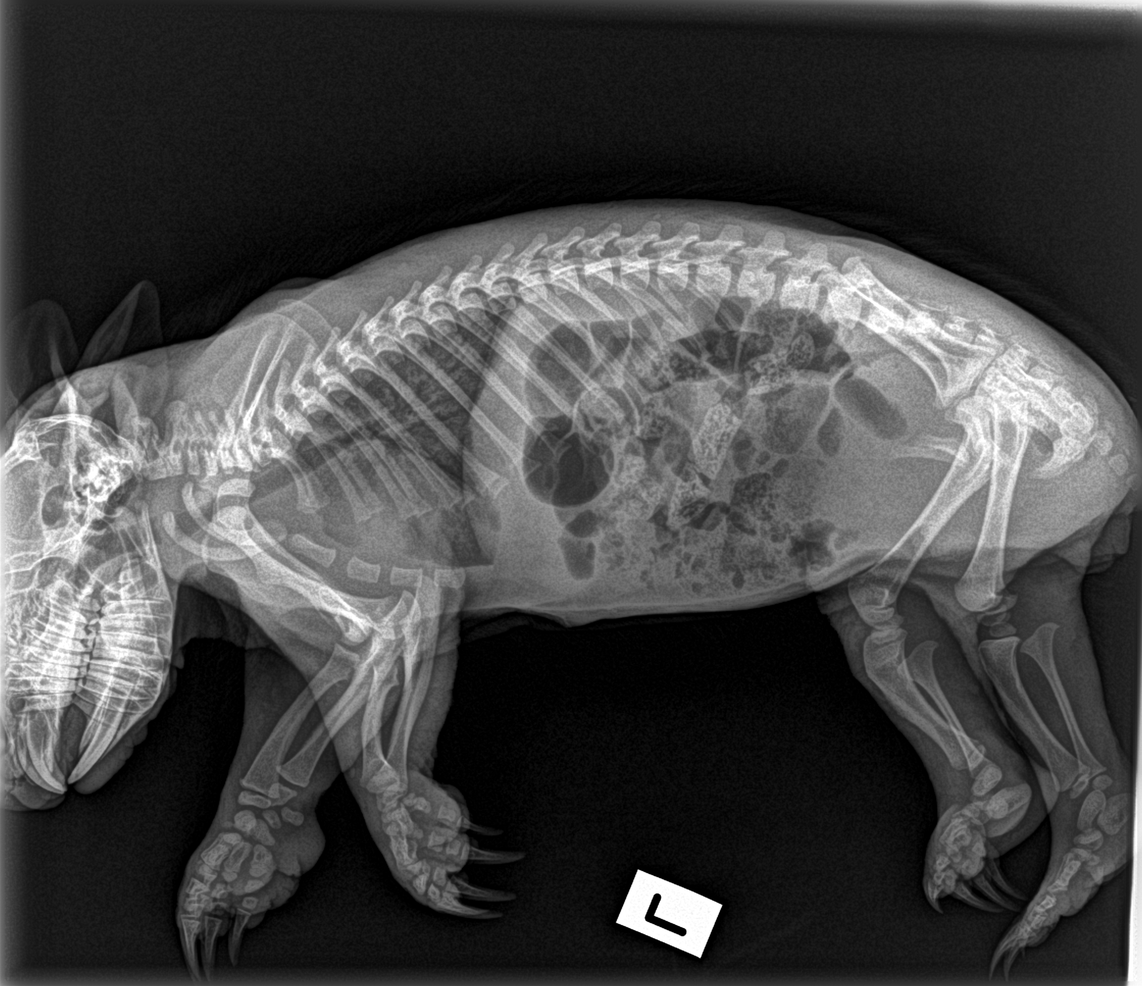 Wombat radiograph