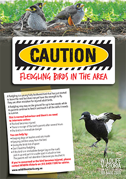 Poster Fledgling Birds