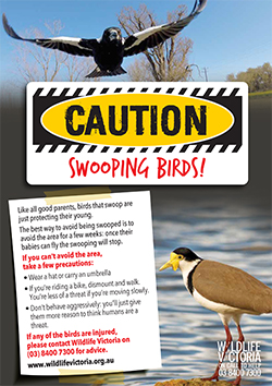 Poster Swooping Birds