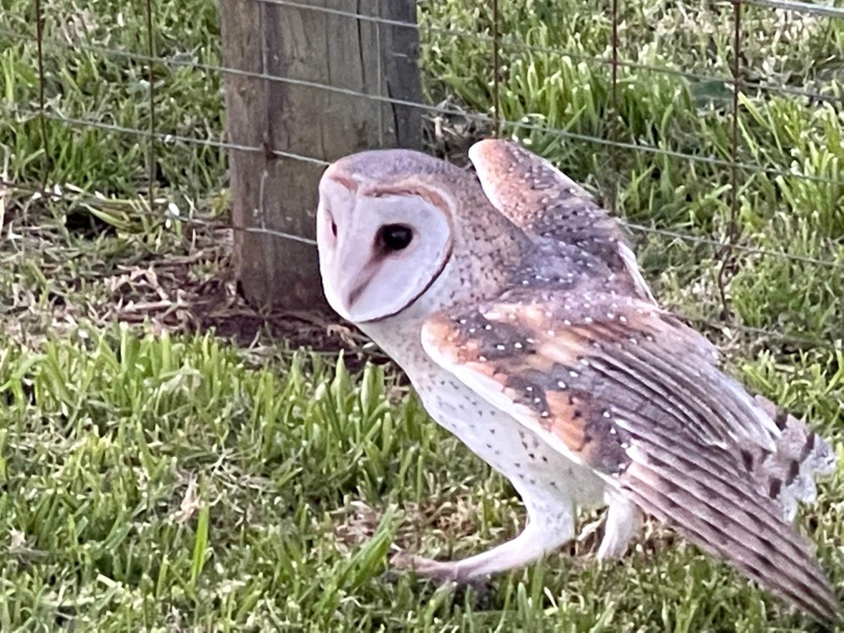 Owls Wildlife Victoria owls-wildlife-victoria