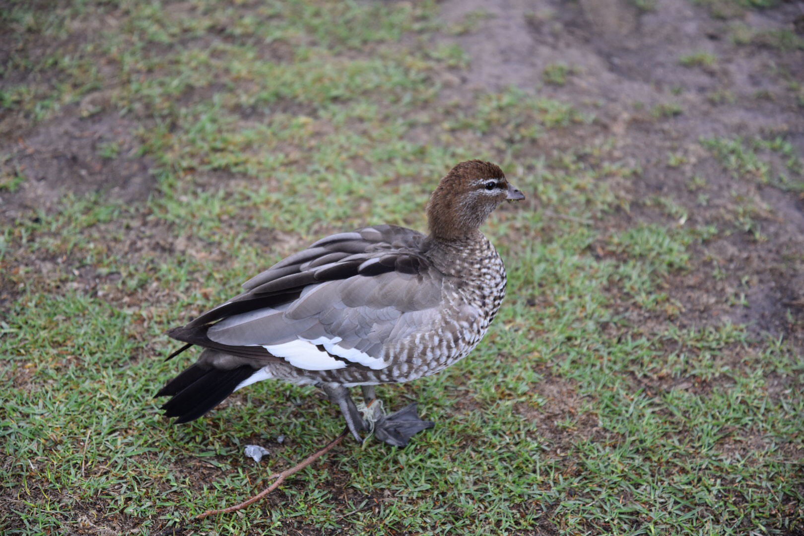 Ducks and Ducklings | Wildlife Victoria