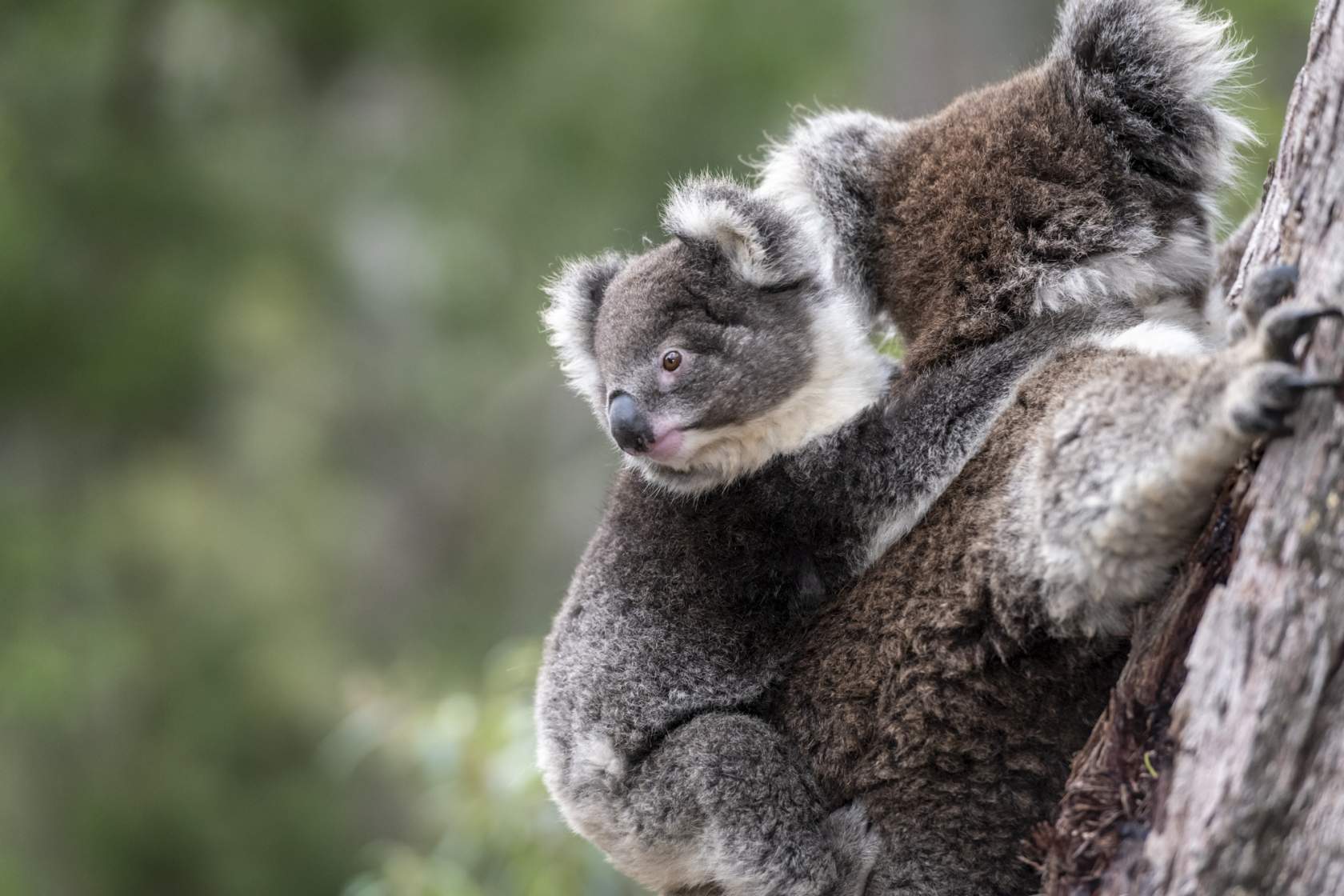 Photo by Doug Gimesy