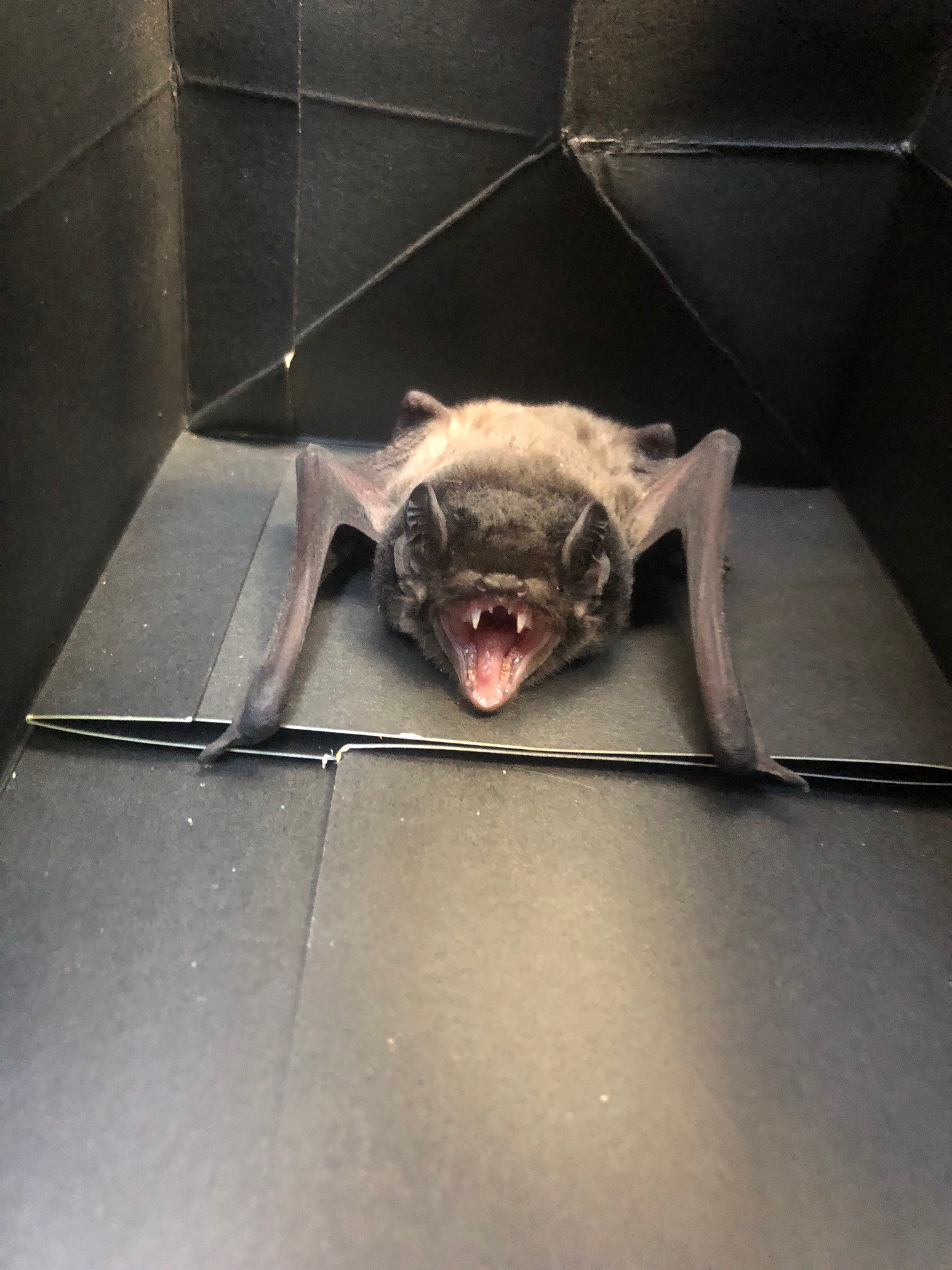 Microbats | Wildlife Victoria