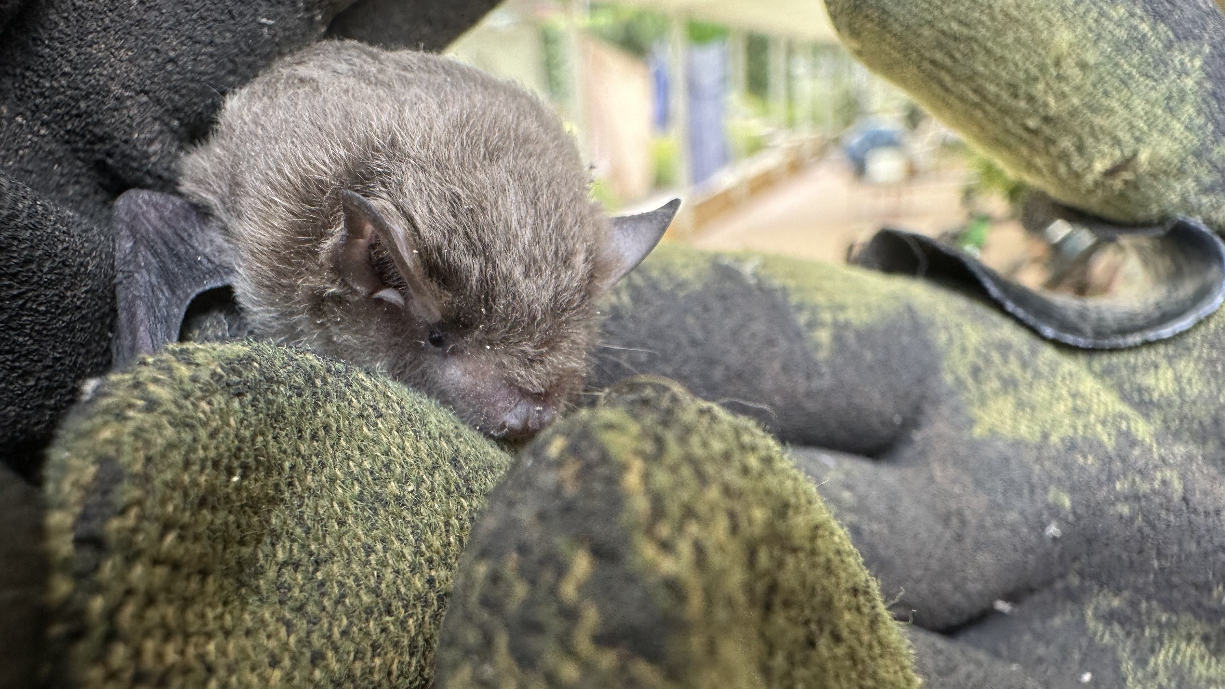 Microbats | Wildlife Victoria