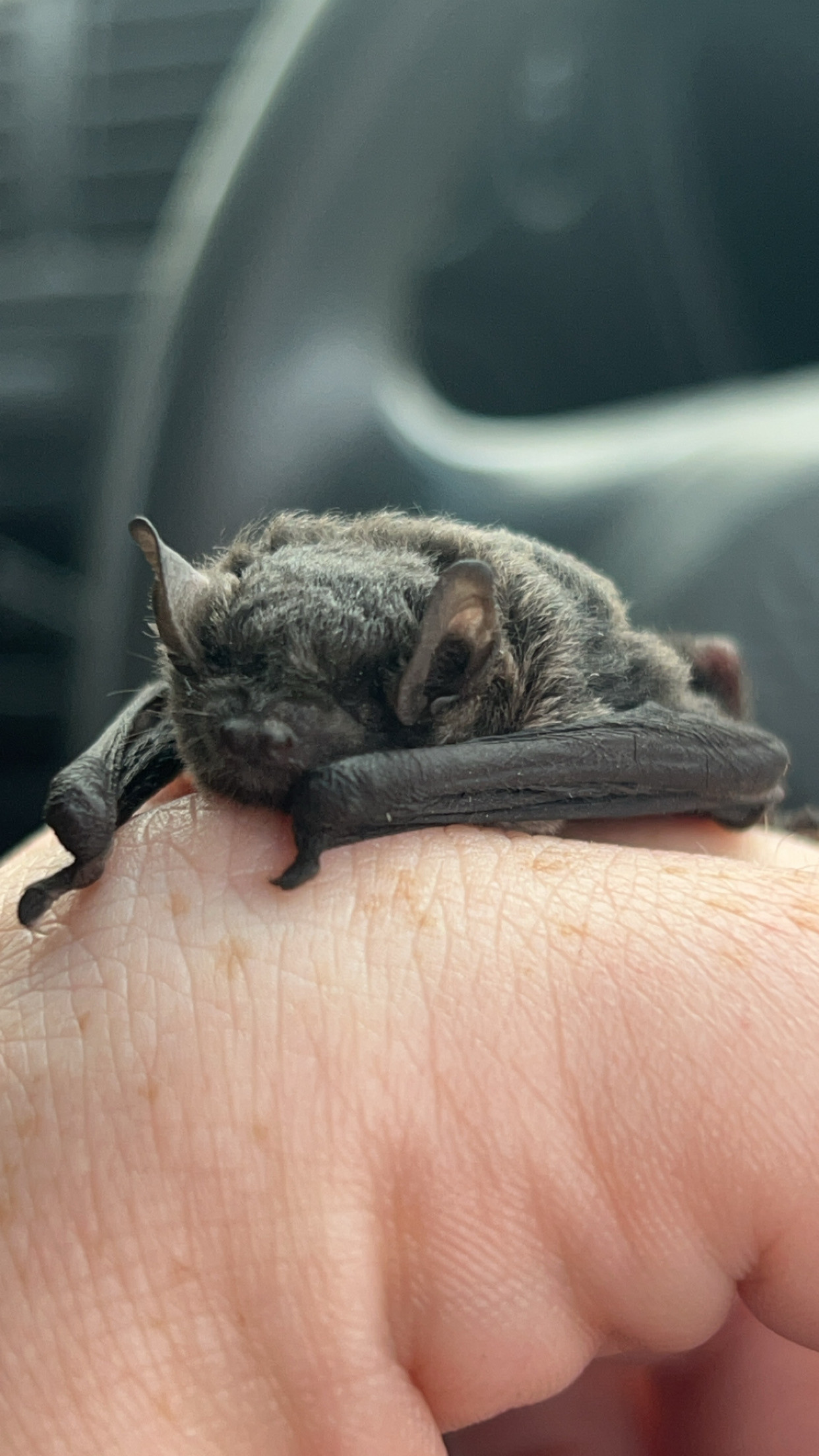Microbats | Wildlife Victoria