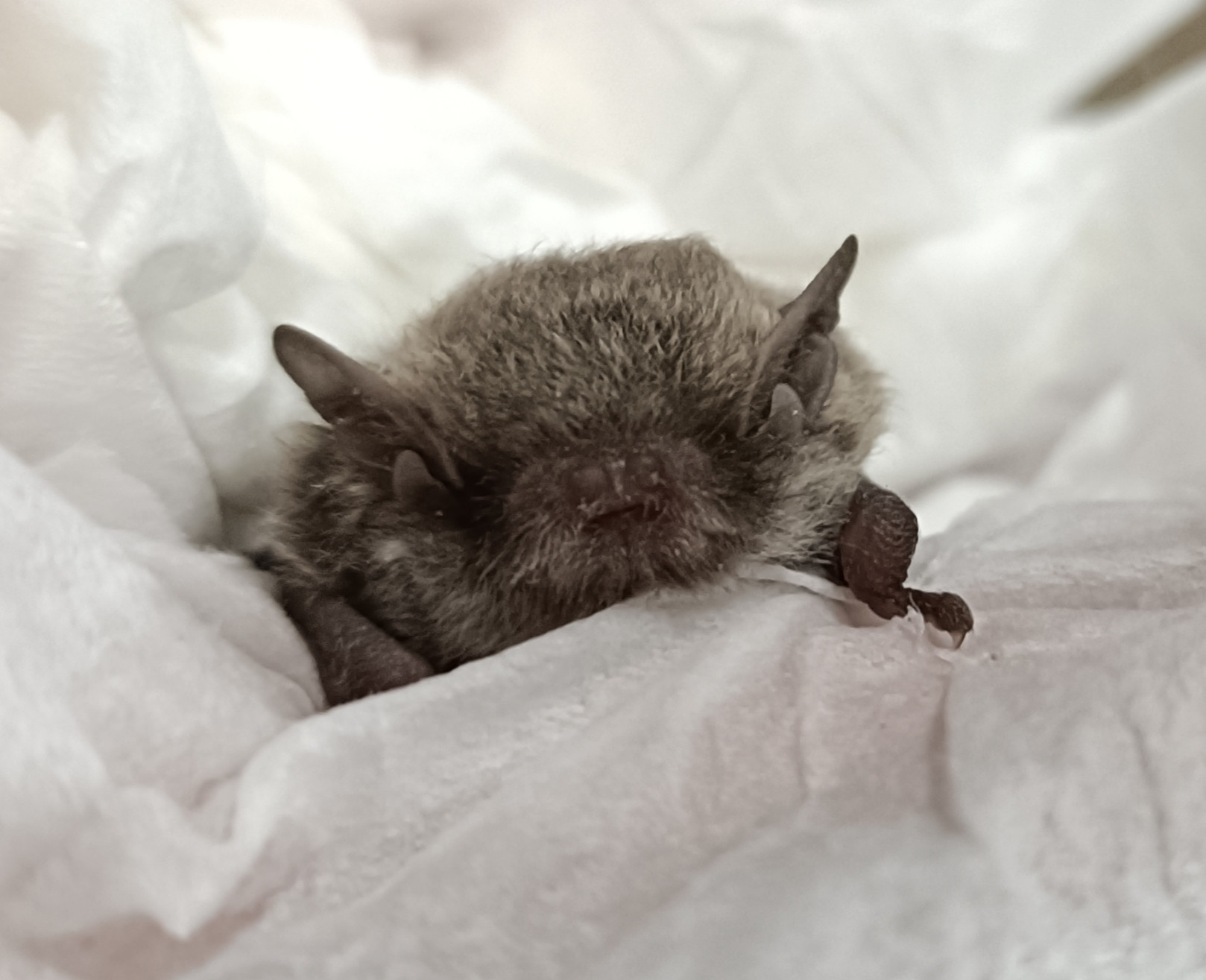 Microbats | Wildlife Victoria